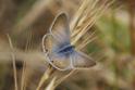 J01_2356 Long-tailed Blue.JPG